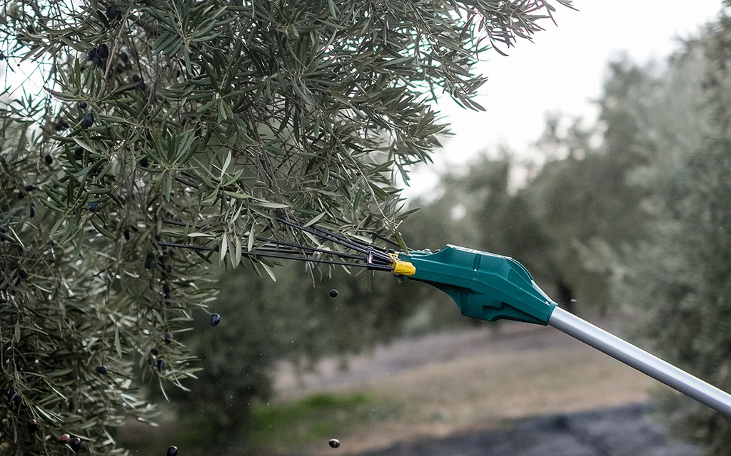 Krupni prikaz glave tresača ZANON FALCON s karbonskim prstima među granama masline