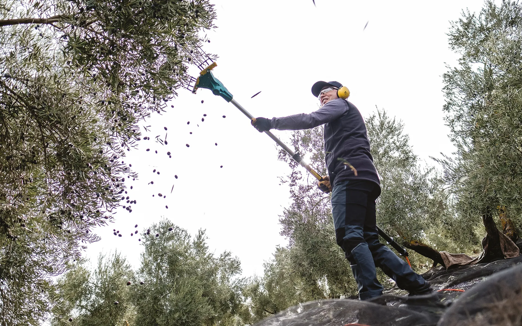 Rad tresačem maslina ZANON FALCON tijekom berbe, s maslinama koje padaju na mrežu