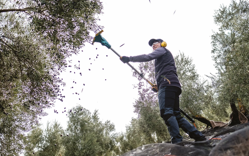 Rad tresačem maslina ZANON FALCON tijekom berbe, s maslinama koje padaju na mrežu